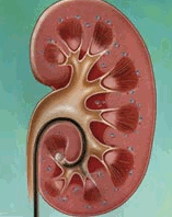 litotripsia